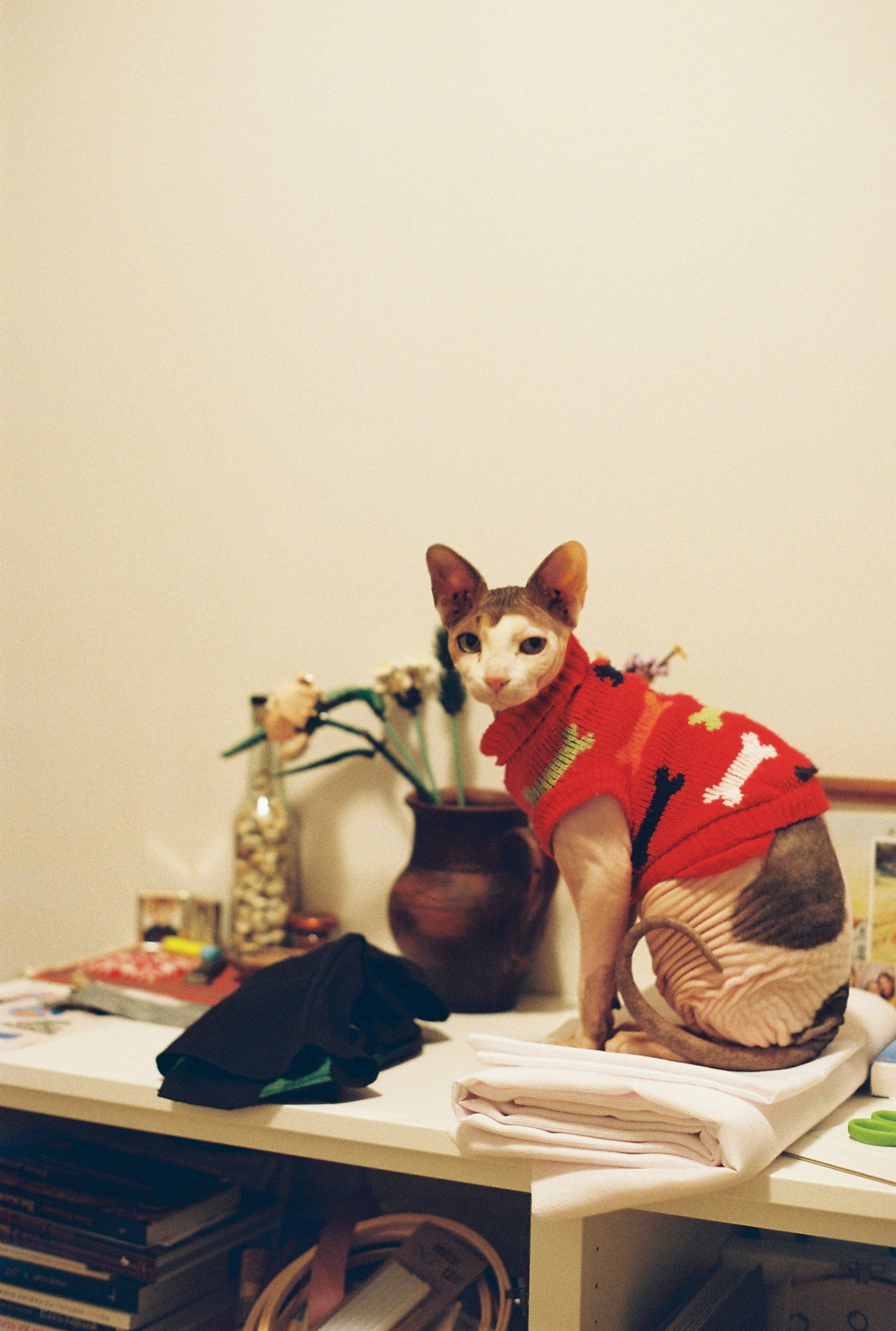 Veterinary background